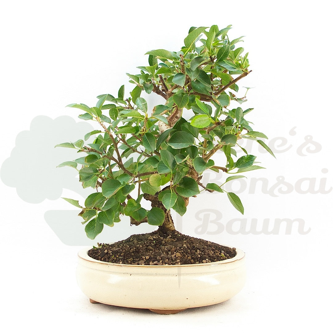 Steinweichsel 'Prunus mahaleb'